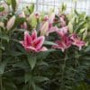 Pink lilies growing in greenhouse.