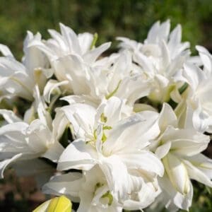 Cluster of white lilies in bloom.