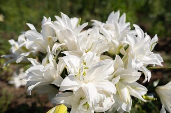 Cluster of white lilies in bloom.