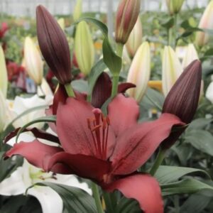 Dark red lily flower blooming.