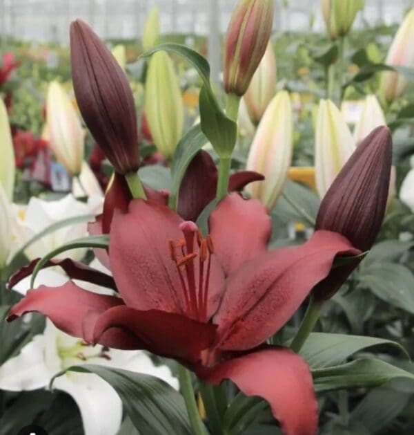 Dark red lily flower blooming.