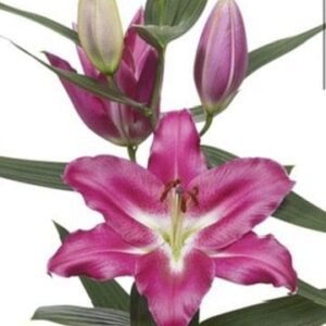 Pink Asiatic lily flower bloom.