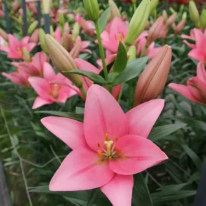 Pink lily greenhouse rows with buds