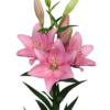 Pink lilies in full bloom.