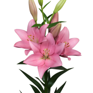 Single pink lily spray on dark backdrop