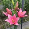 Pink lilies blooming in garden.