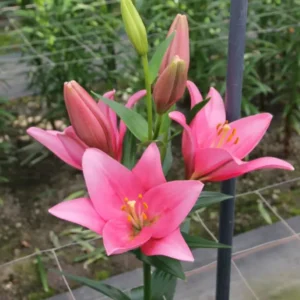Bright star-shaped pink Asiatic lilies