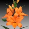 Bright orange lilies in full bloom.