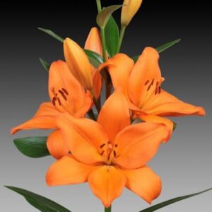 Single orange Asiatic lily stalk with buds