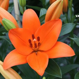 Orange Asiatic lily with green buds