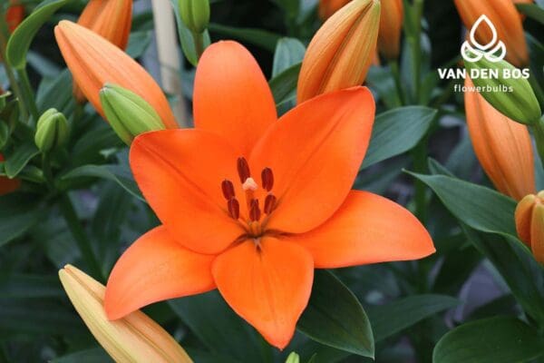 Bright orange lily in full bloom.