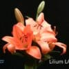 Orange Lilium LA Idaho flowers.