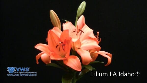 Orange Lilium LA Idaho flowers.