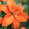 Here's an alt tag for the image: Orange Asiatic lily flower blossom.