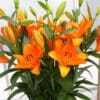 Here's an alt tag for the image: Bright orange lilies in a vase.