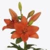 Here's an alt tag for the image: Orange Asiatic lilies in bloom.