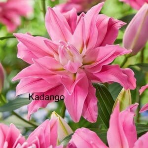 Pink Kadango lily flower bloom.