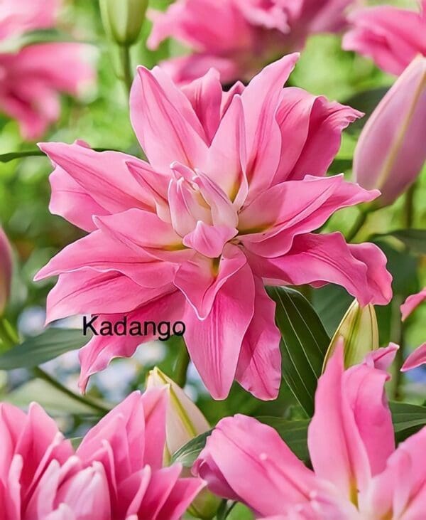 Pink Kadango lily flower bloom.