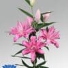 Here's an alt tag for the image: Pink Asiatic Lily flowers.