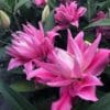 Here's a short alt tag for the image: Pink Asiatic lilies in full bloom.