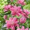 Here's an alt tag for the image: Pink ruffled lilies in full bloom.