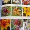 Assorted lily flower varieties.