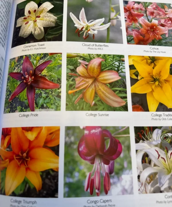 Assorted lily flower varieties.