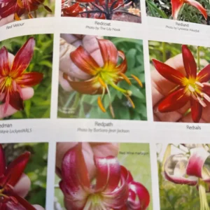 Here's an alt tag for the image: Collection of red lilies.
