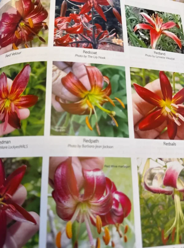 Here's an alt tag for the image: Collection of red lilies.