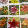 Lilies: various colors and types.