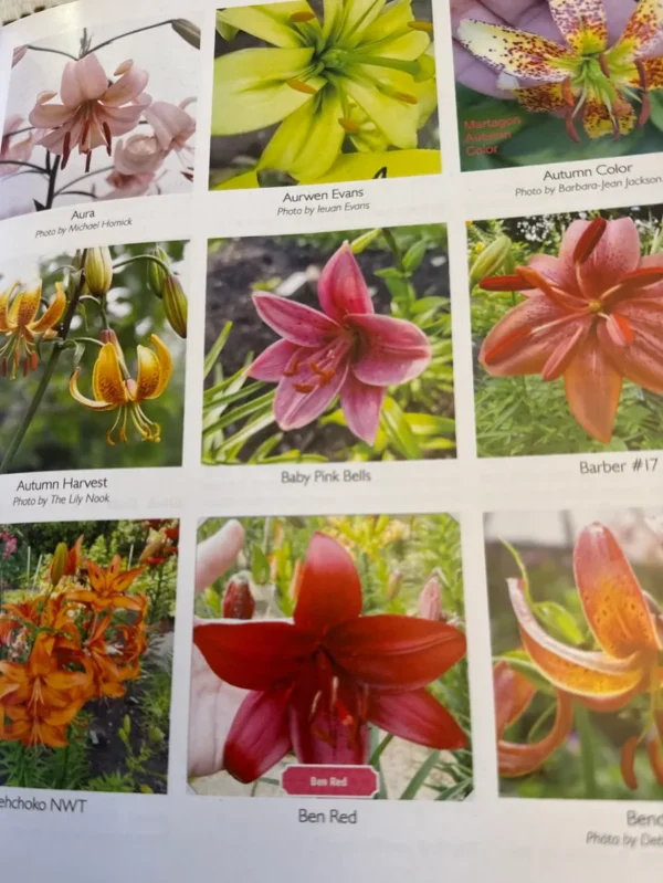Lilies: various colors and types.