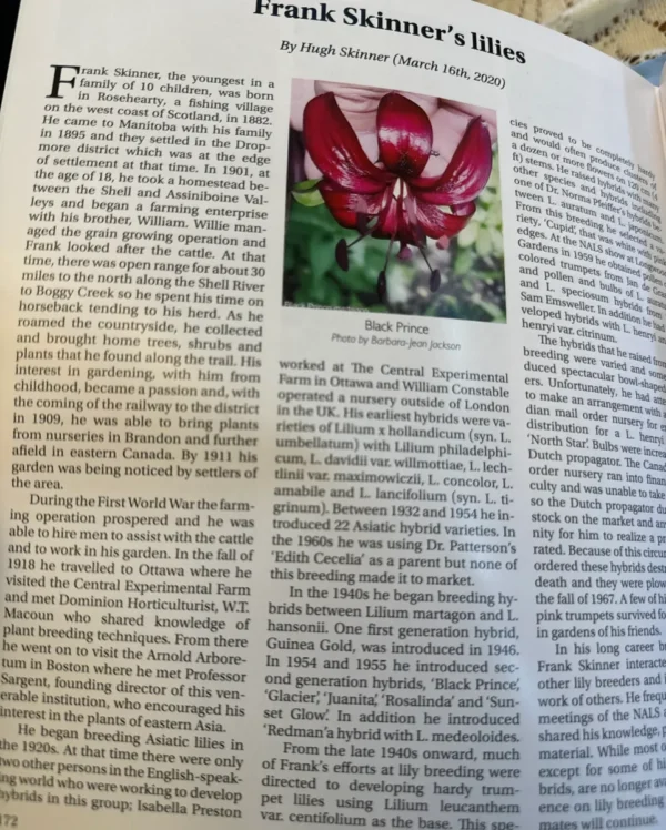 Black Prince lily, Frank Skinner's hybrid.