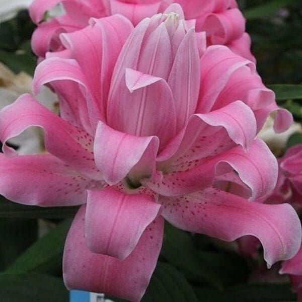 Pink Asiatic lily flower bloom.