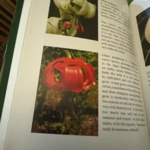 Rare lilies: *Lilium ledebourii* and *pomponium*.