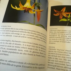 Yellow Lilium canadense flower.