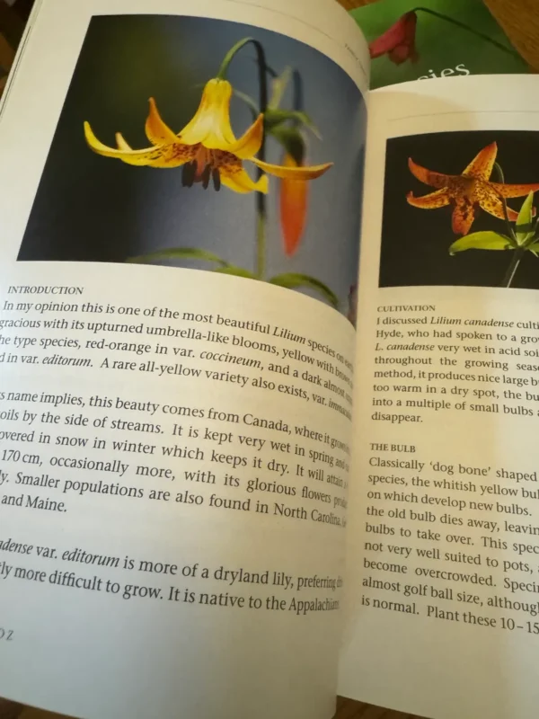 Yellow Lilium canadense flower.