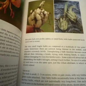 Lilium medeoloides bulbs; small, fragile.