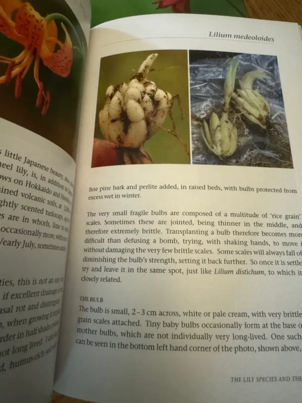 Lilium medeoloides bulbs; small, fragile.