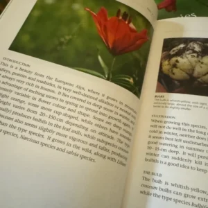 Red lily flower, *Lilium bulbiferum*.