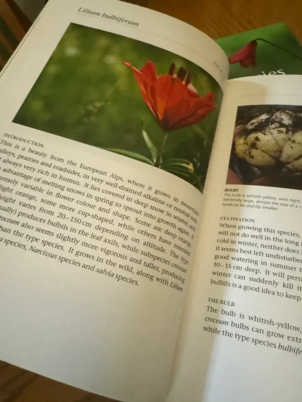 Red lily flower, *Lilium bulbiferum*.