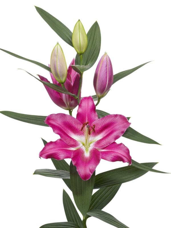 Pink lily flower with buds.