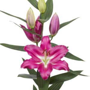 Pink lily flower with buds.