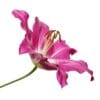 Pink lily flower isolated on white.