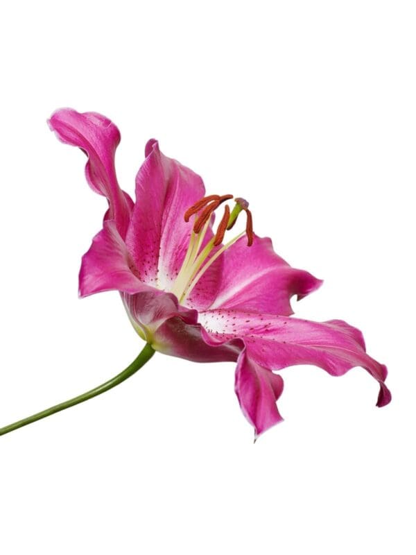 Pink lily flower isolated on white.