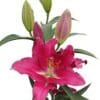 Here's an alt tag for the image: Pink Asiatic lily flower stem.