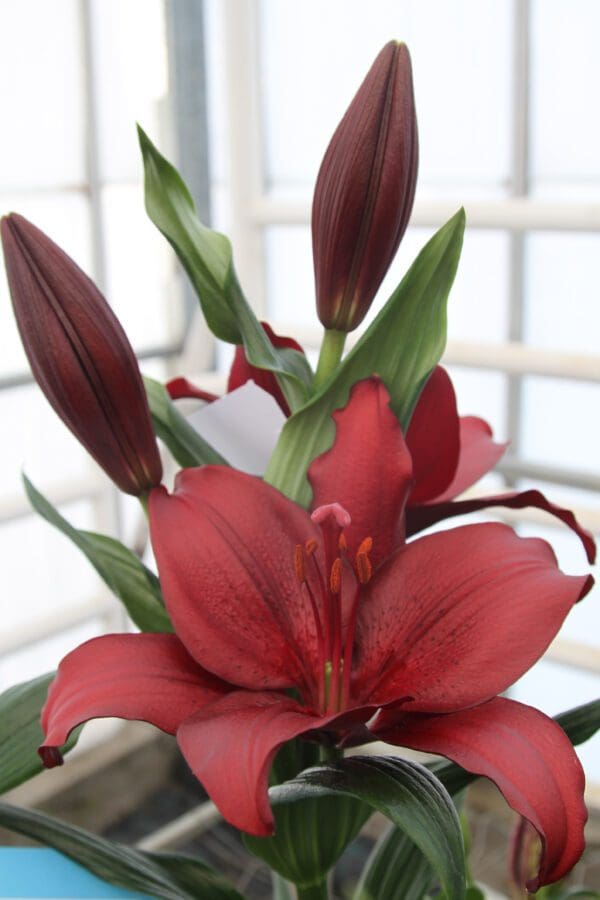 Dark red lilies in bloom.
