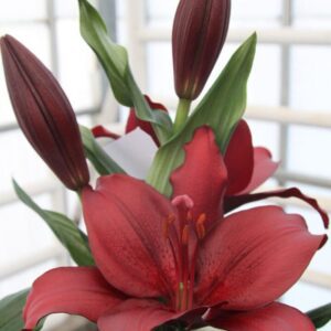 Dark red lilies in bloom.