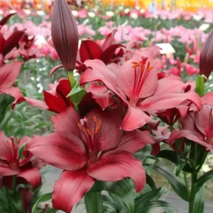 Dark red lilies in full bloom.