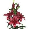 Here's an alt tag for the image: Dark red Asiatic lilies in bloom.