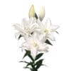 Elegant white lilies in bloom.